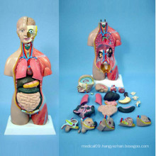 Human Anatomy Body Model for Medical Teaching